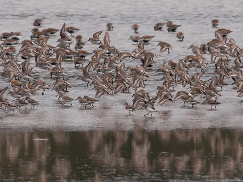 Grays Harbor Shorebird Migration