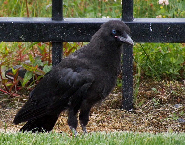 Fledgling crow with blue eyes and pink gape