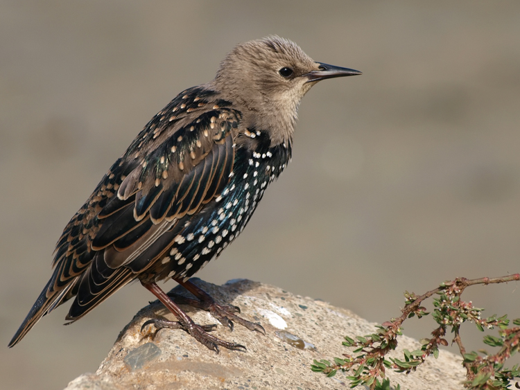 Juvenile Starling - ©ingridtaylar