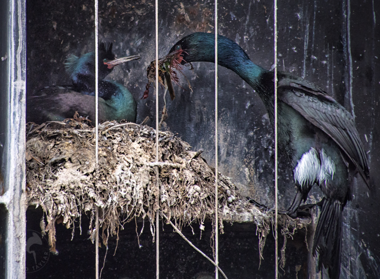 Pelagic Cormorants Building Nest in Washington