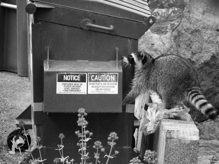 Raccoon at a Seattle dumpster