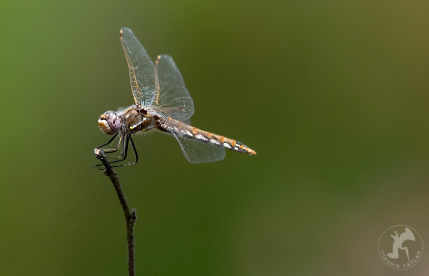 Meadowhawk Cleared for Landing