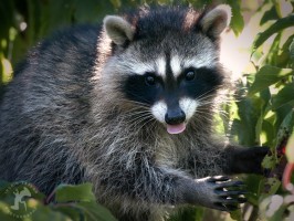 Deter Raccoons from Fruit Trees – How to Deter Raccoons